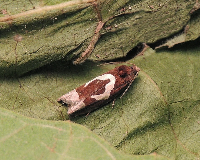 Epiblema foenella Tortricidae